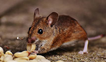 24 Hour & Emergency Exterminators in Crestone, CO